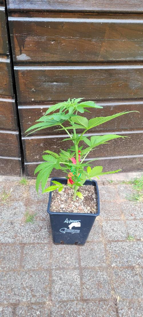 Ganja Farmer Bear: Rainbow Quest. Week 6