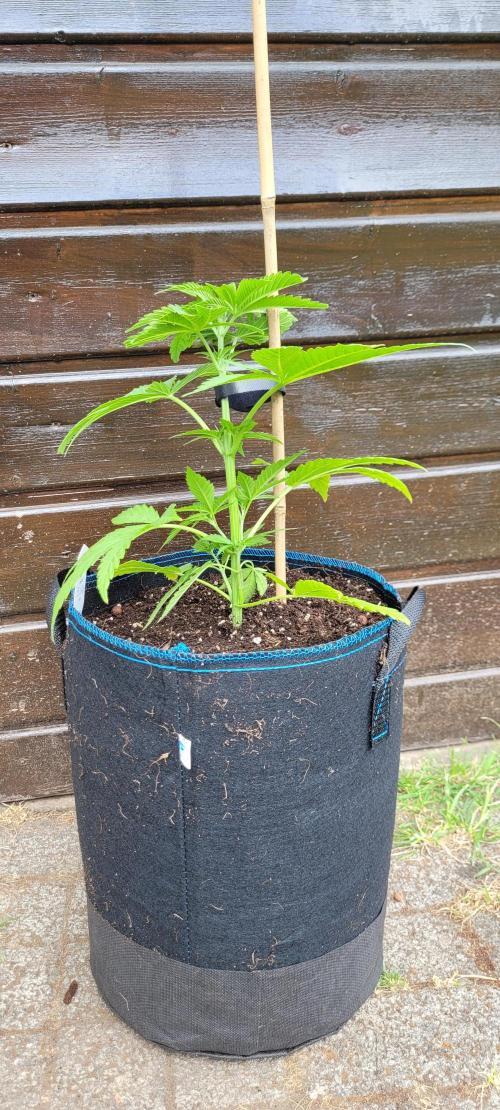 Ganja Farmer Bear: Rainbow Quest. Week 6 - Autopot