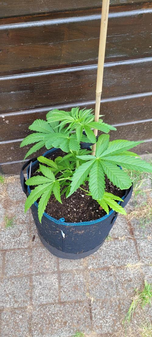 Ganja Farmer Bear: Rainbow Quest. Week 6 - Autopot