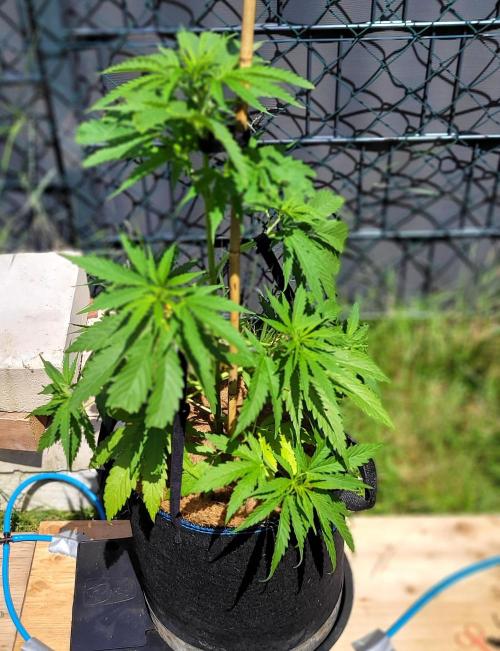 Lobster Man II: Mombo from Mars. Week 7