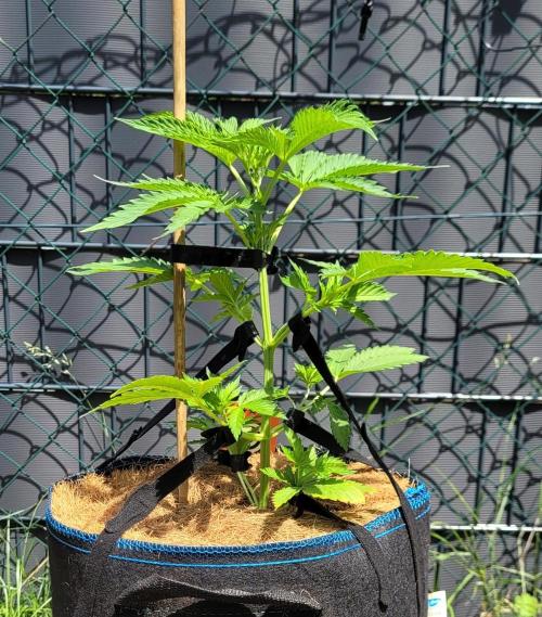 We can't stop here. This is bat country!. Week 7