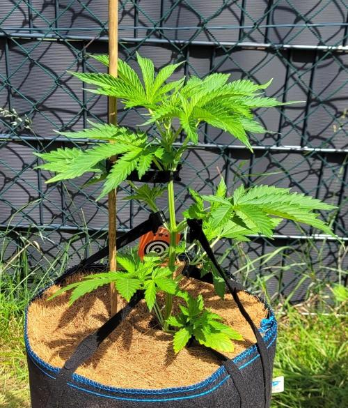 We can't stop here. This is bat country!. Week 7