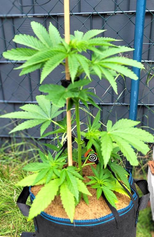 Ganja Farmer Bear: Rainbow Quest. Week 7