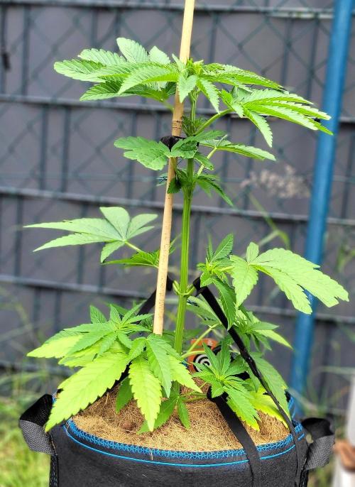 Ganja Farmer Bear: Rainbow Quest. Week 7