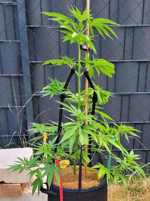 Lobster Man II: Mombo from Mars. Week 8