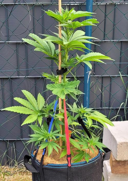 Ganja Farmer Bear: Rainbow Quest. Week 8