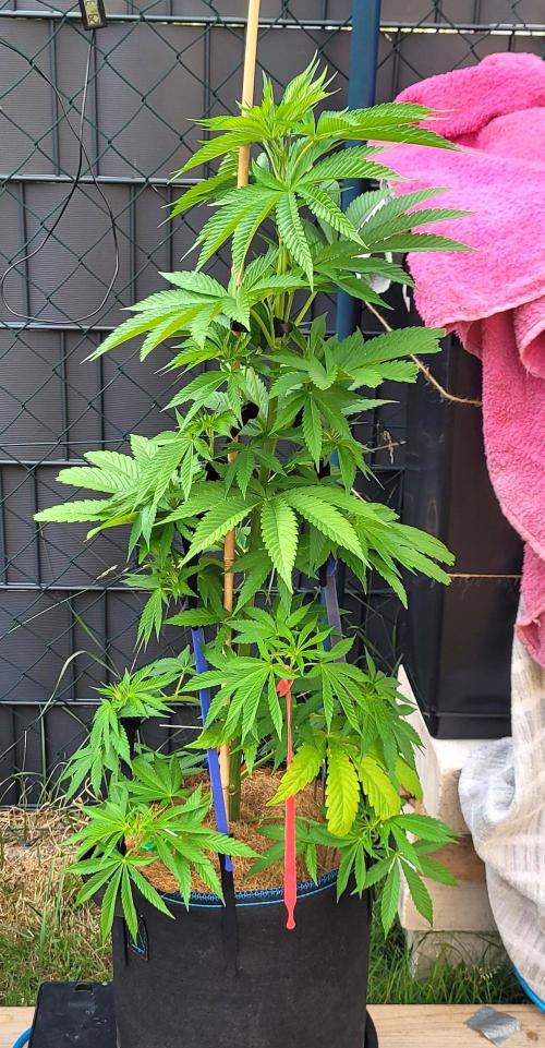 Ganja Farmer Bear: Rainbow Quest. Week 9