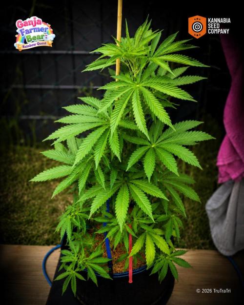 Ganja Farmer Bear: Rainbow Quest. Week 9