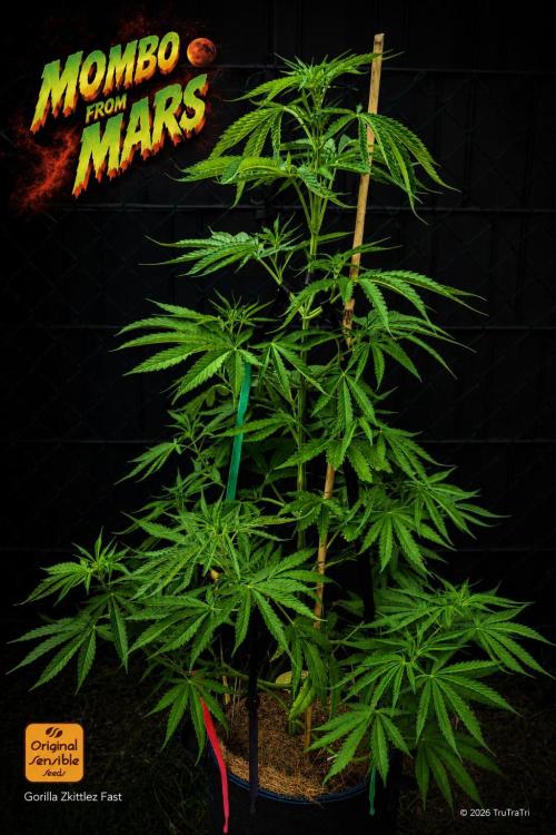 Lobster Man II: Mombo from Mars. Week 9