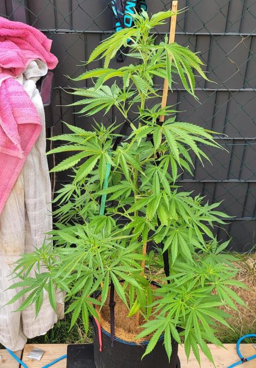 XL FlexiPot 2. Week 9