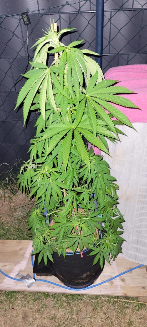 Ganja Farmer Bear: Rainbow Quest. Week 10 - night
