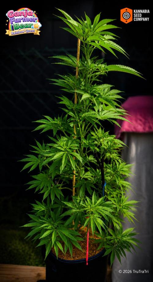 Ganja Farmer Bear: Rainbow Quest. Week 10 - day