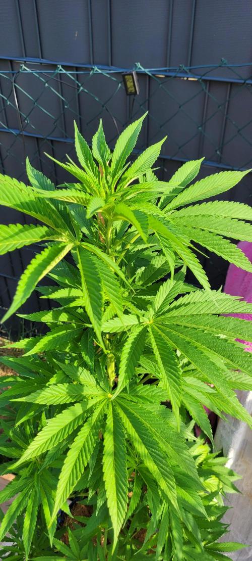 XL FlexiPot 2. Week 10