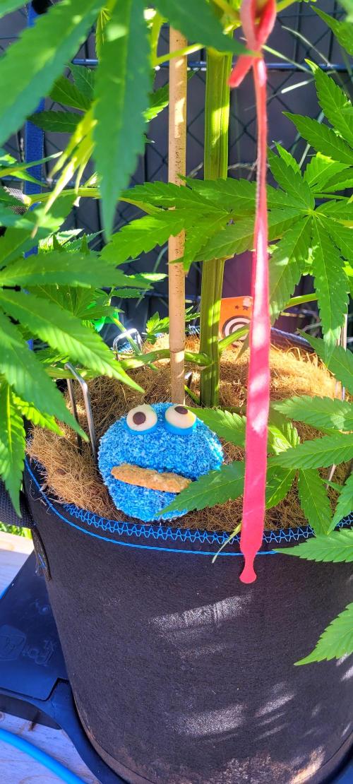 Lobster Man II: Mombo from Mars. Week 10 - You saw it all? Sure? Space Cookie Monster Muffin eating a Space Cookie....👻