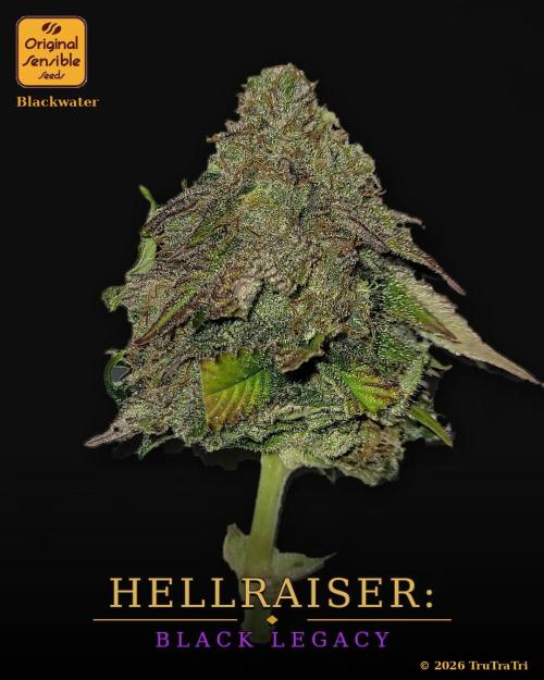 Hellraiser: Black Legacy. Week 17 - Deep Throat