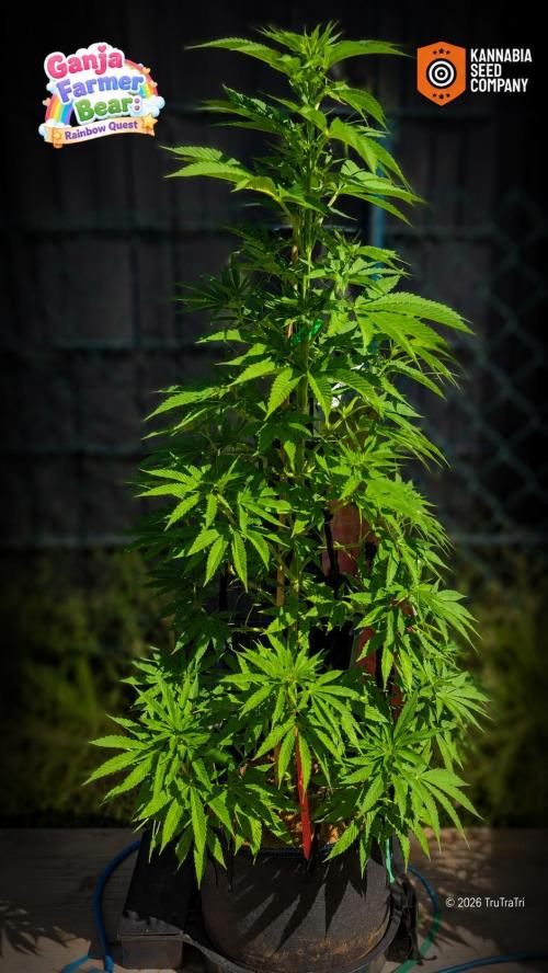 Ganja Farmer Bear: Rainbow Quest. Week 11