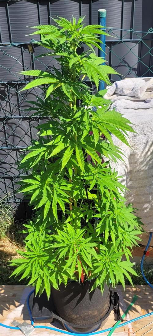 Ganja Farmer Bear: Rainbow Quest. Week 11