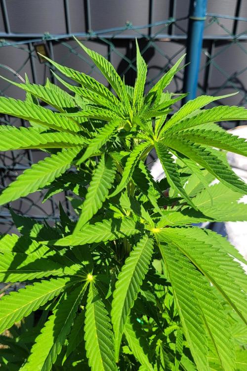 Ganja Farmer Bear: Rainbow Quest. Week 11
