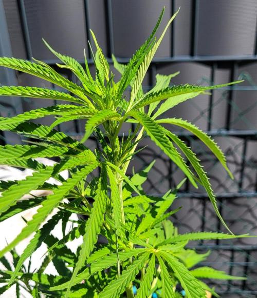 XL FlexiPot 2. Week 11