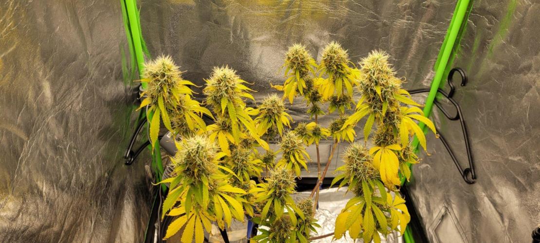 THCV. Week 14