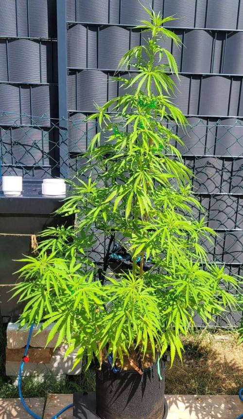 XL FlexiPot 2. Week 12