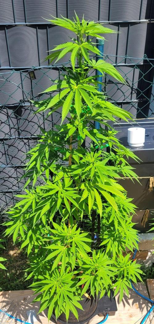 Ganja Farmer Bear: Rainbow Quest. Week 12