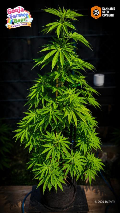 Ganja Farmer Bear: Rainbow Quest. Week 12