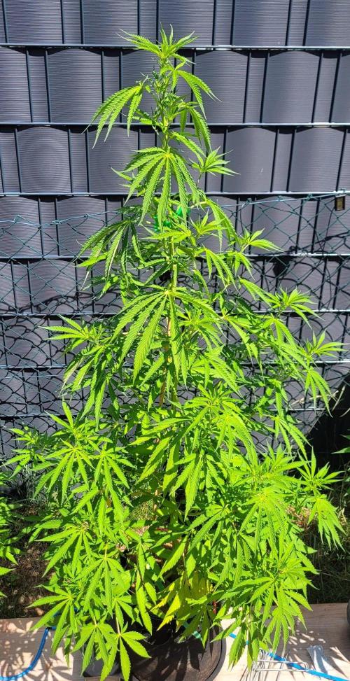 Sunset Sherbet Go Fast. Week 12