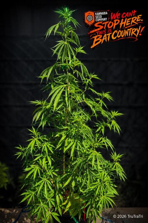 We can't stop here. This is bat country!. Week 12