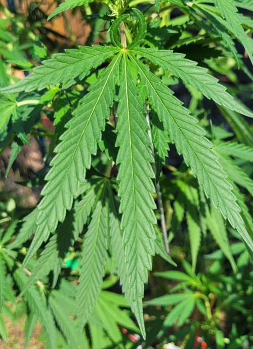 Ganja Farmer Bear: Rainbow Quest. Week 12