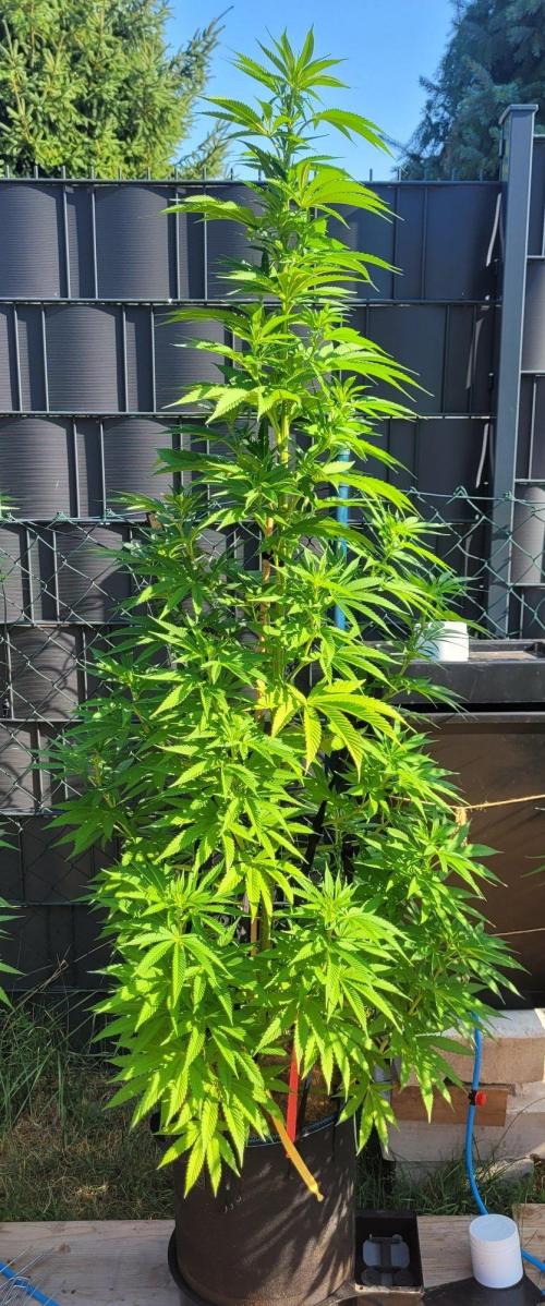 Ganja Farmer Bear: Rainbow Quest. Week 13
