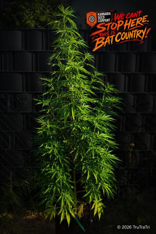 We can't stop here. This is bat country!. Week 14
