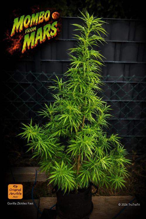 Lobster Man II: Mombo from Mars. Week 15