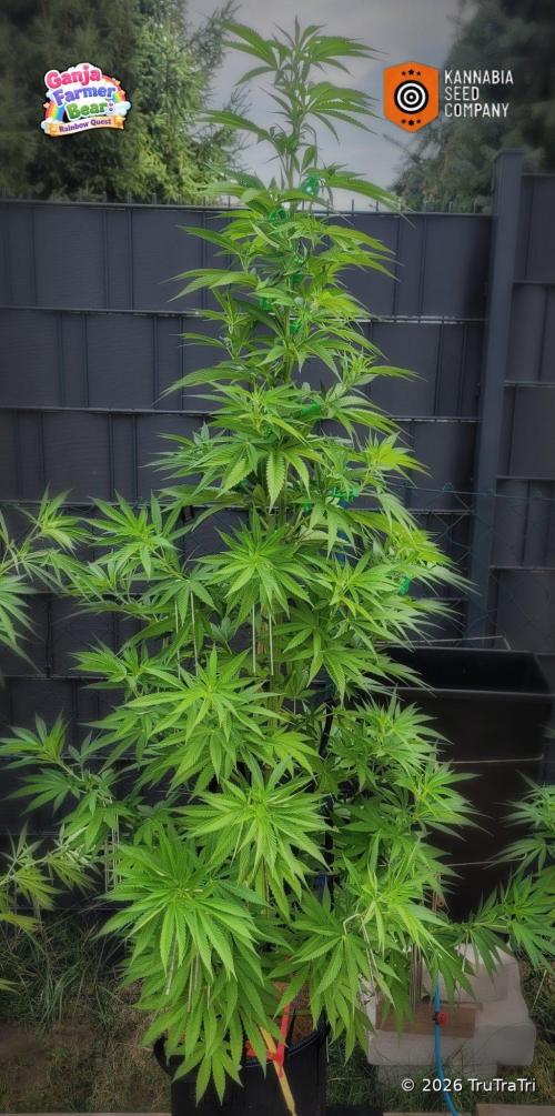 Ganja Farmer Bear: Rainbow Quest. Week 15