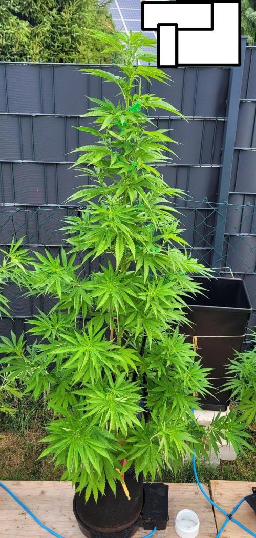 Ganja Farmer Bear: Rainbow Quest. Week 15