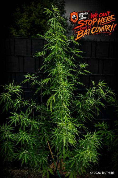 We can't stop here. This is bat country!. Week 15