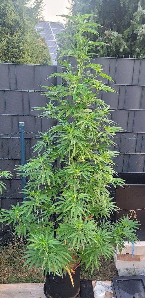 Ganja Farmer Bear: Rainbow Quest. Week 16