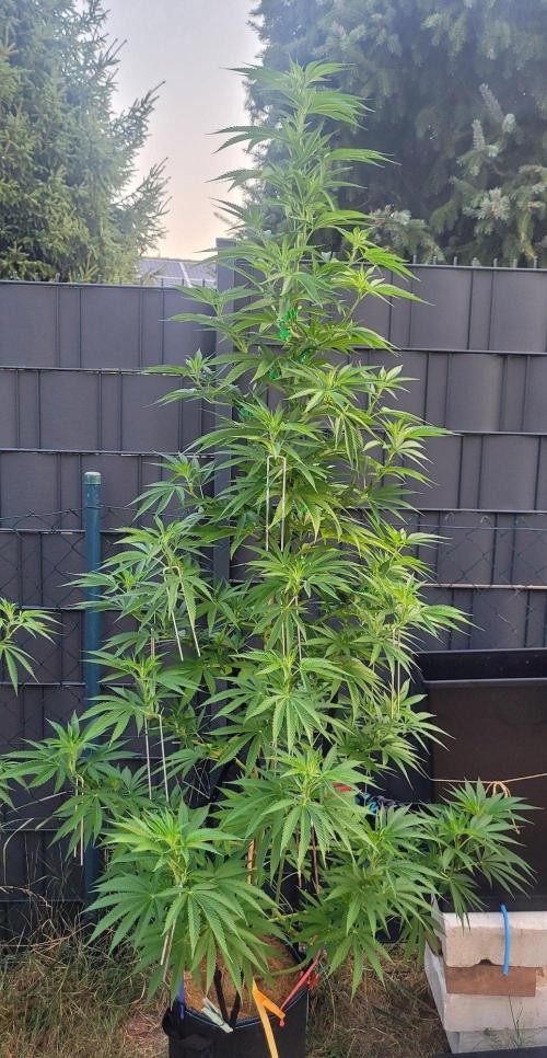 Ganja Farmer Bear: Rainbow Quest. Week 16