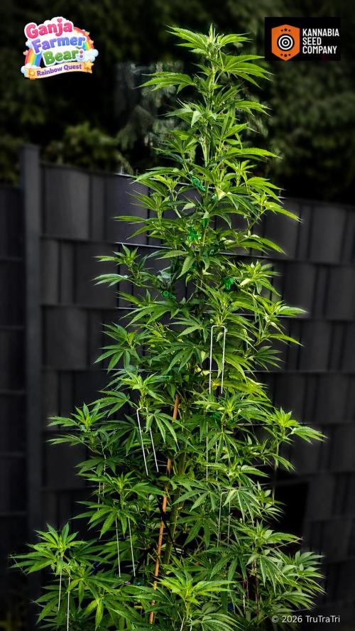 Ganja Farmer Bear: Rainbow Quest. Week 16