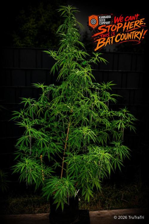 We can't stop here. This is bat country!. Week 16