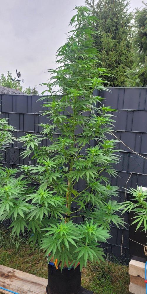 Ganja Farmer Bear: Rainbow Quest. Week 18
