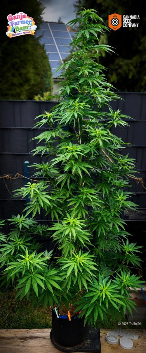 Ganja Farmer Bear: Rainbow Quest. Week 18