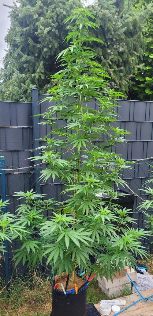 Ganja Farmer Bear: Rainbow Quest. Week 18