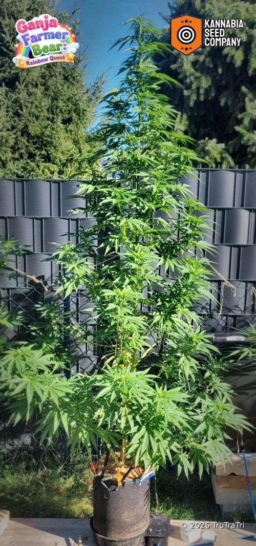 Ganja Farmer Bear: Rainbow Quest. Week 19