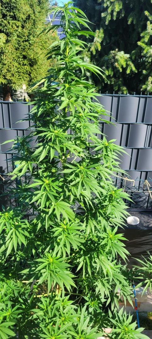 Ganja Farmer Bear: Rainbow Quest. Week 19
