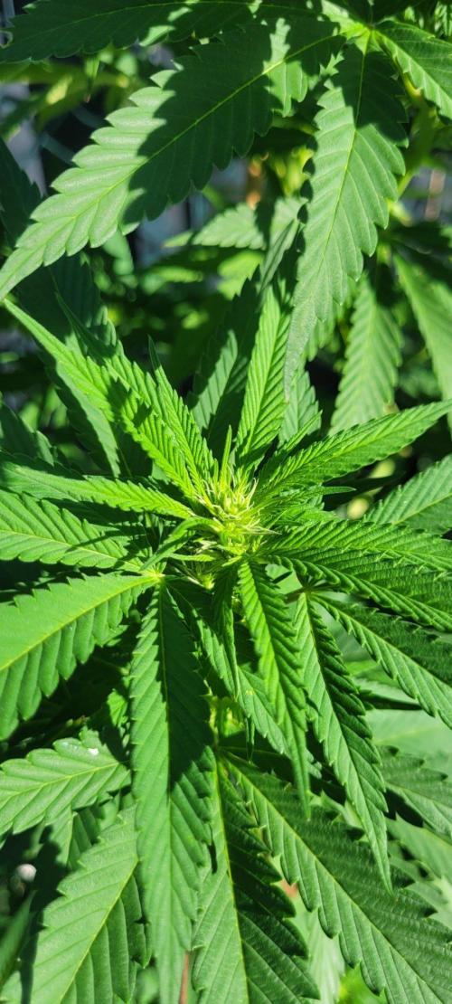 Ganja Farmer Bear: Rainbow Quest. Week 19