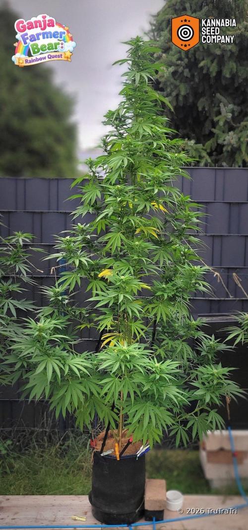 Ganja Farmer Bear: Rainbow Quest. Week 20