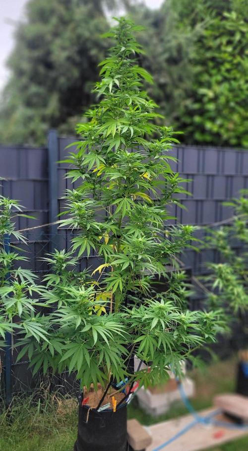 Ganja Farmer Bear: Rainbow Quest. Week 20
