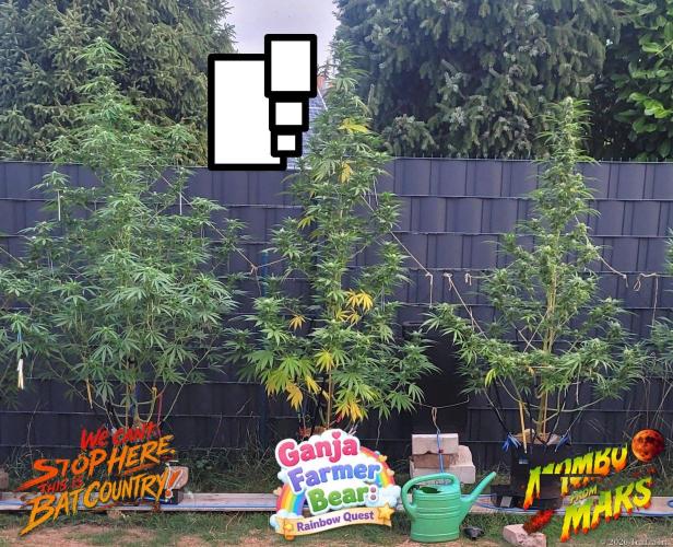 XL FlexiPot 2. Week 20