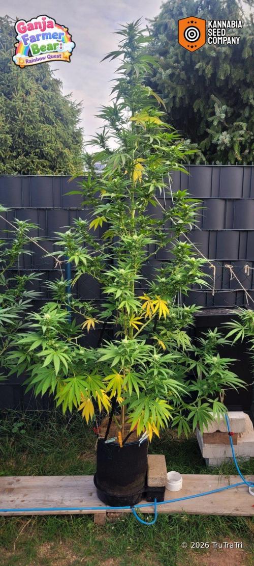 Ganja Farmer Bear: Rainbow Quest. Week 21